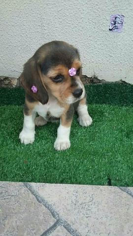 Fêmea de Beagle