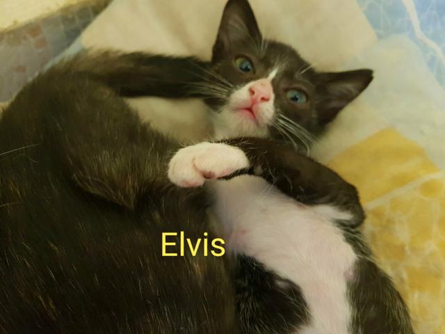 Lindo bebê Frajolinha Elvis