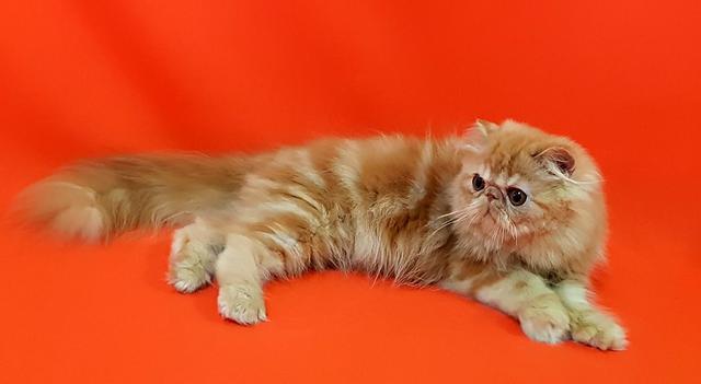Lindos gatos persas