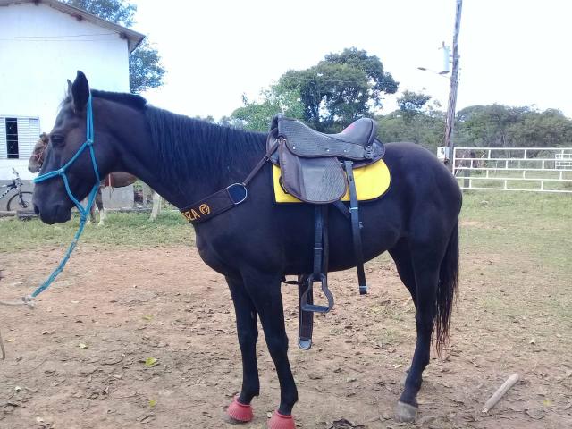 Vendo cavalo com 4anos