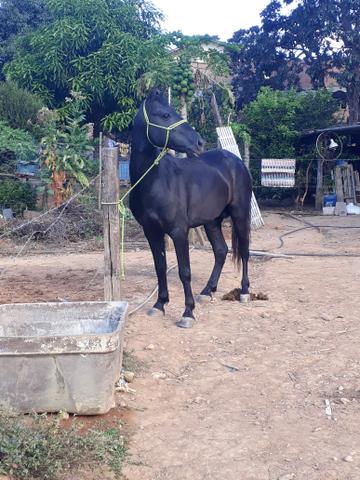 Vendo cavalo preto limpo de defeitos marcha picada cavalo muito dócil