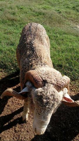 Vendo ou troco carneiro