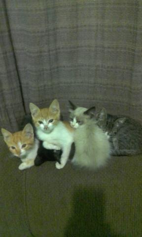 4 gatinhos para doação