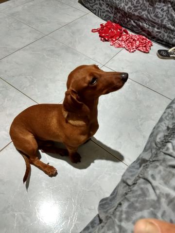 Basset dachshund bem cuidado 8 meses faz dia 11 de junho
