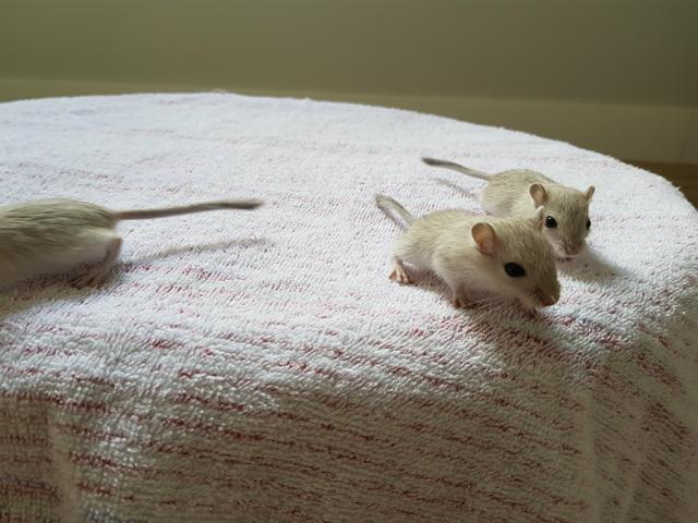 GERBIL (esquilo da Mongólia)