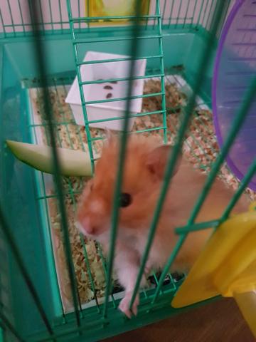 Hamster gaiola