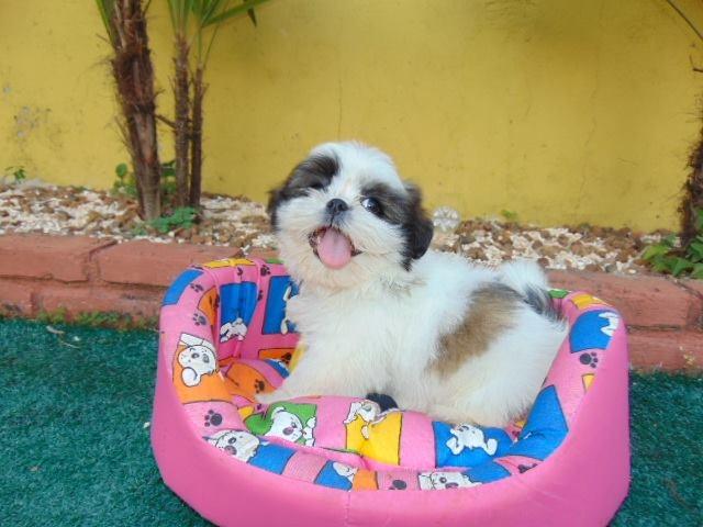 Shih Tzu femeaa 70dias e 10x entregamos