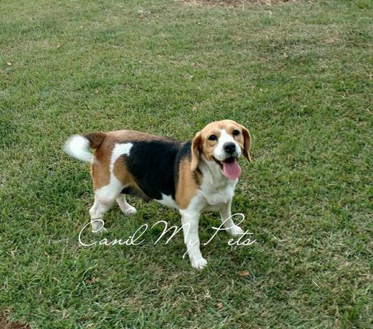 Vendo Cães adultos da raça Beagle - Canil My Pets