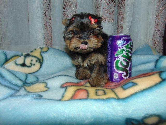 Yorkshire femea micro em 10x