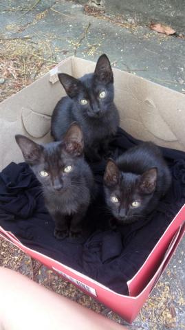 Adoção de gatinhas que precisam muito de um lar