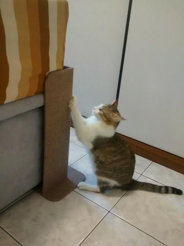 Arranhador para gato Protetor de sofá R  unid