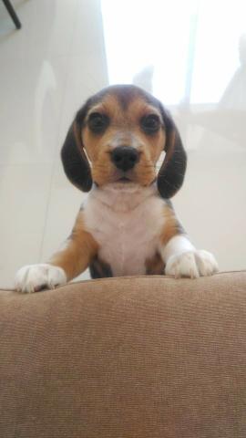Beagle