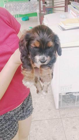 Cachorro cocker spaniel 200$