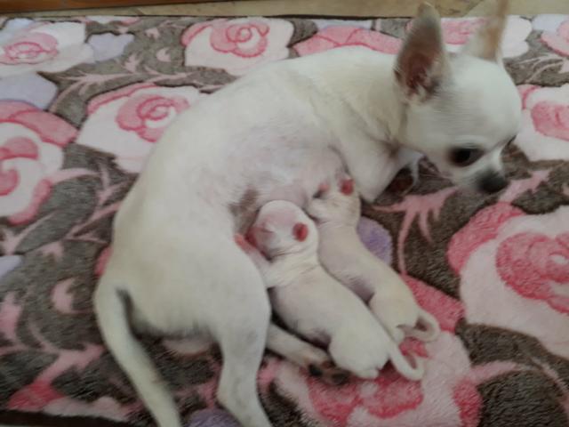 Chihuahua fêmea micro branca mega promoção