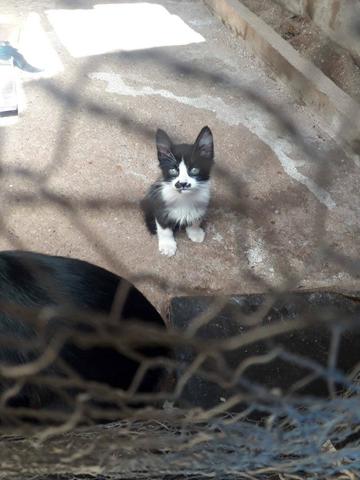 Gatinho macho p/ adoção!