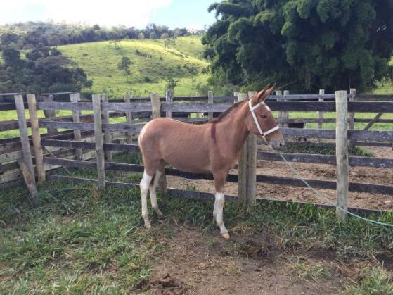 Mula pampa filha egua mm marcha picada x pega, 1.2