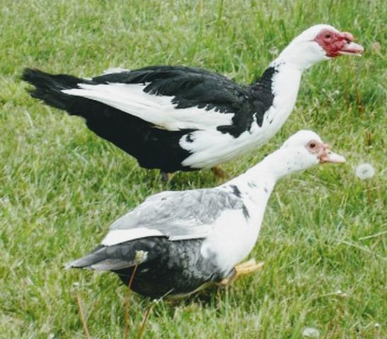 Patos adutos