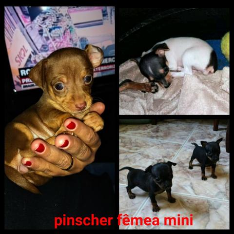 Pinscher fêmeas mini (12x no cartão de crédito)