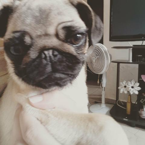 Pug fêmea