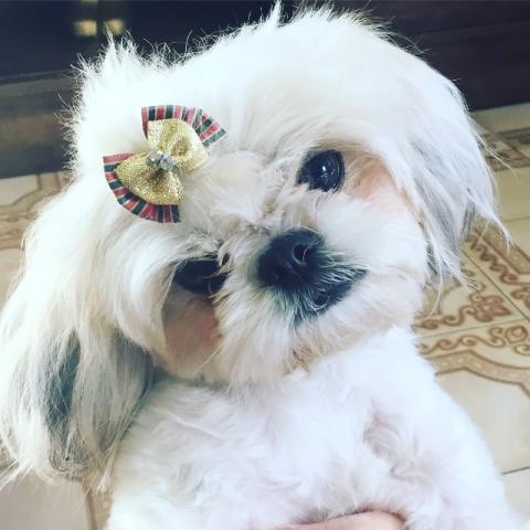 Shih Tzu