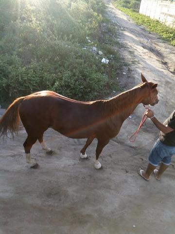 Vende uma égua de direita