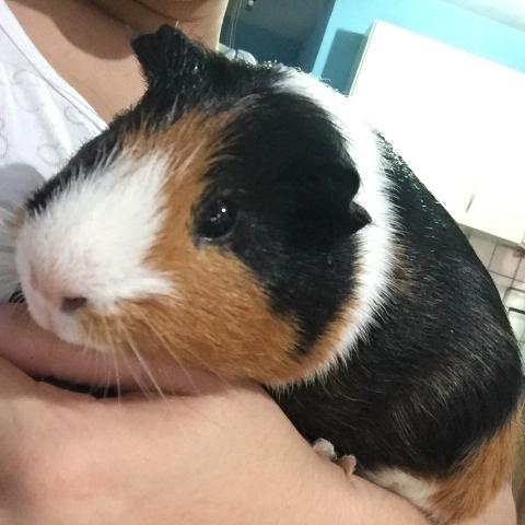 Vendo 2 Porquinhos da Índia