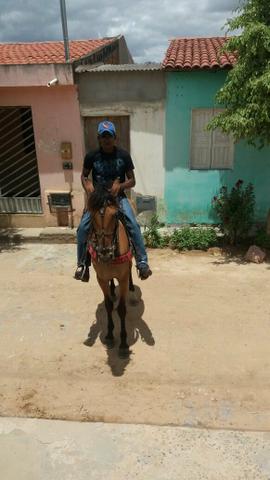 Vendo cavalo 2 muda bom de sela e ligeiro