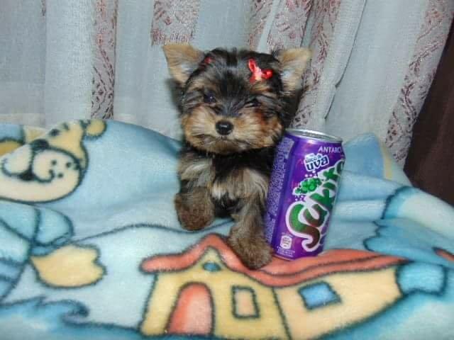 Yorkshire terrier miniatura fêmea disponível em até 12x