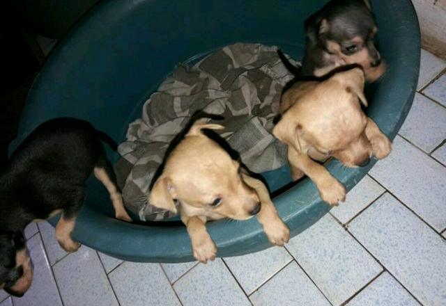 Último casal de Pinscher marrom!