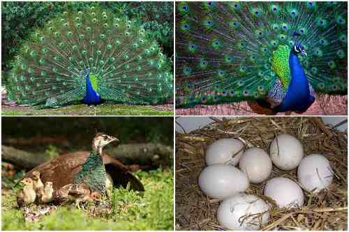 10 Ovos Férteis Galados Pavão Azul | Reserva Primavera