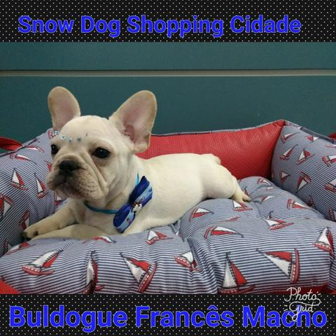 Bulldog Francês fulvo confira na Snow Dog Shopping Cidade