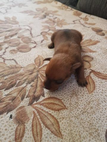 Cachorrinhos de pequeno porte!