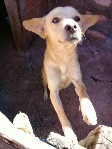 Doa-se cachorro vira lata adulto não cresce mais