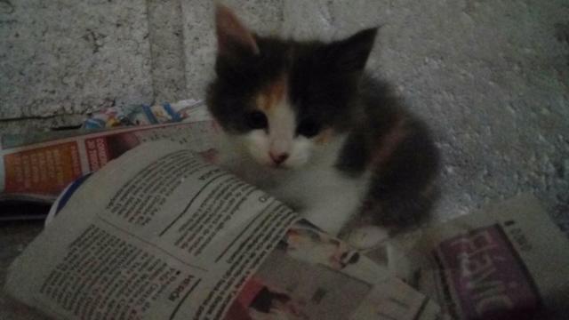 Doação de gatinhas