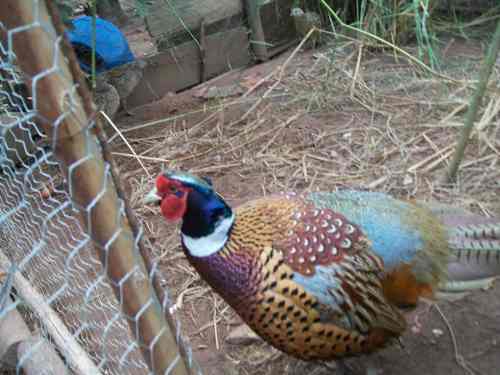 Fêmeas De Faisão Coleira