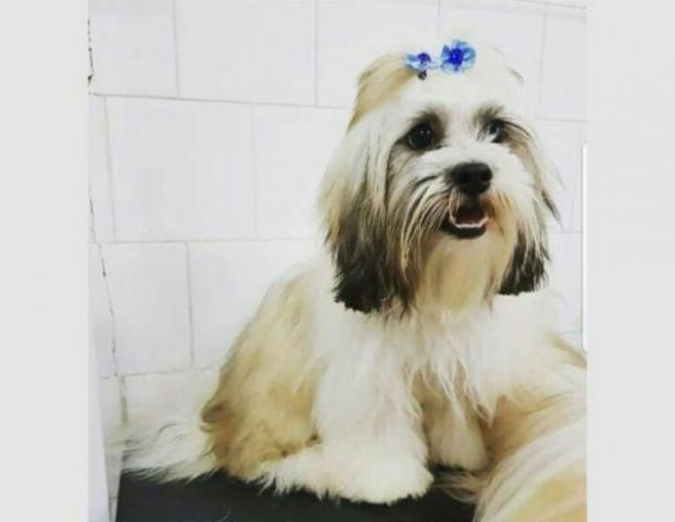 Lhasa Apso