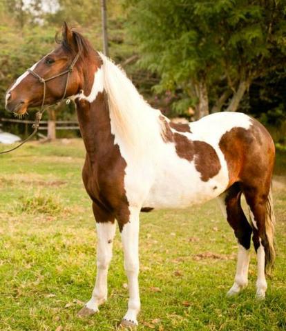 Mangalarga marchador