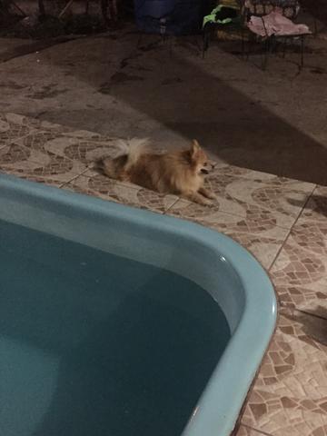 Spitz Alemao macho de oito meses com pedigree