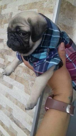 Tenho pug a pronta entrega! só chamar