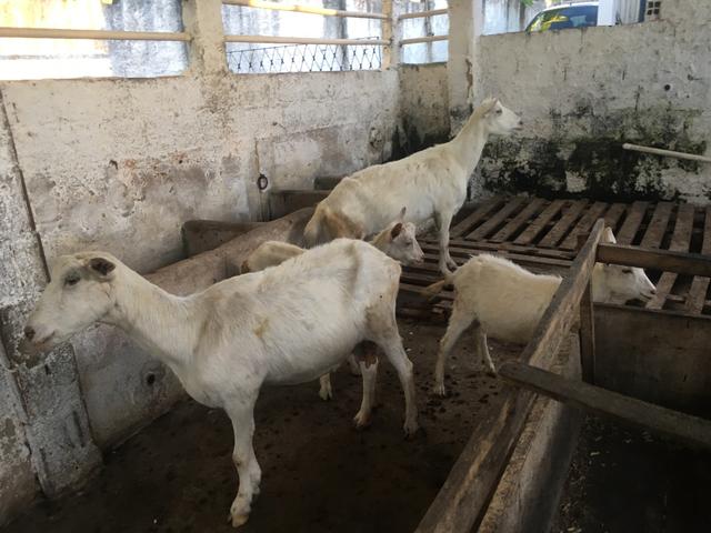 Vendo 02 cabras em gestação Saanen e 02 bodes Saanen