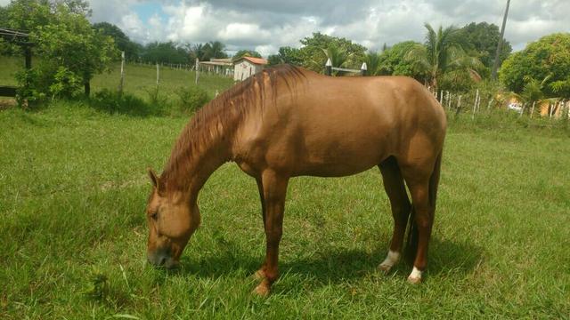 Vendo ou troco por mini gado