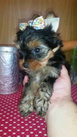 Yorkshire Terrier 600