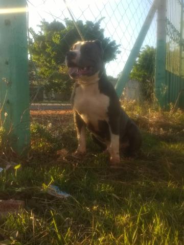 American Bully