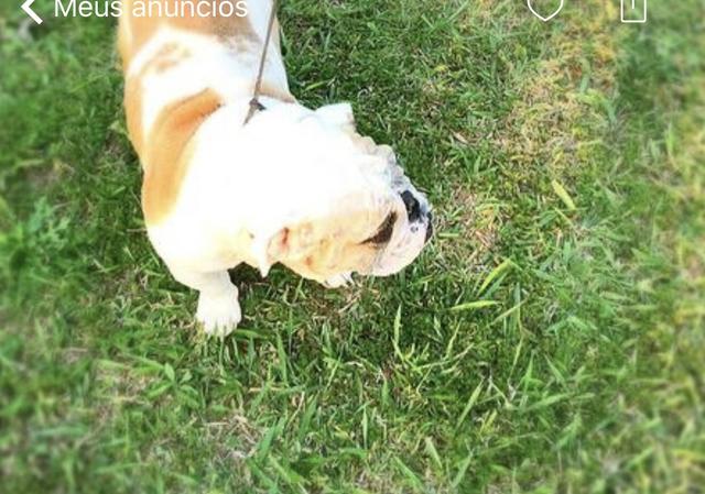 Bulldog inglês fêmea adulta 