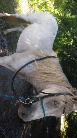 Cavalo mestiço manga larga