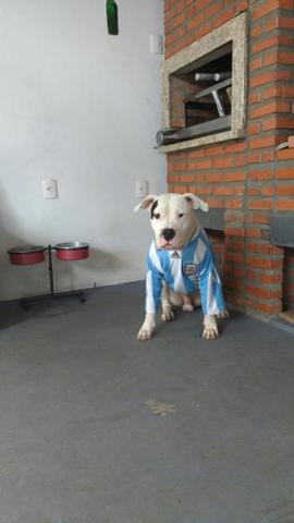 Dogo argentino disponível para cobertura