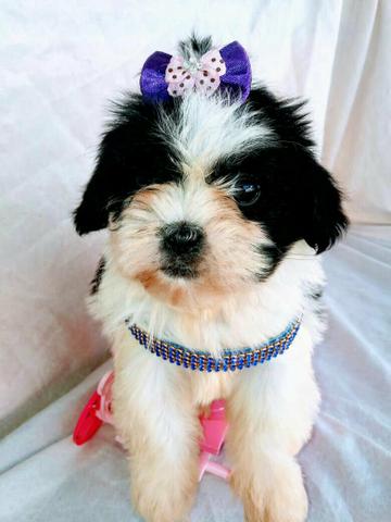 Lhasa apso promoção macho  whats 