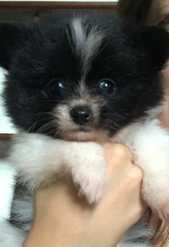 Lulu da Pomerania Particolor