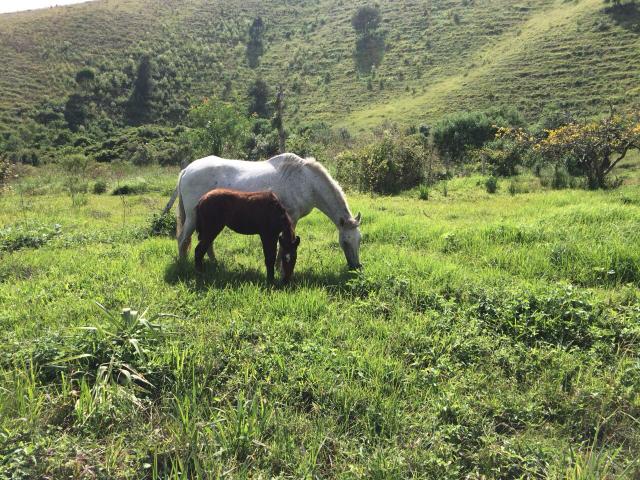 Matriz mangalarga marchador registrada a venda!!