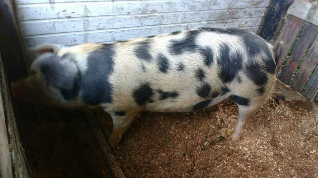 Porcas prestes a criar